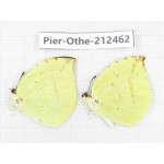 Dercas lycorias ssp. China, Tibet, Linzhi, Milin county. 2M. Pier-Othe-212462.
