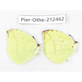 Dercas lycorias ssp. China, Tibet, Linzhi, Milin county. 2M. Pier-Othe-212462.