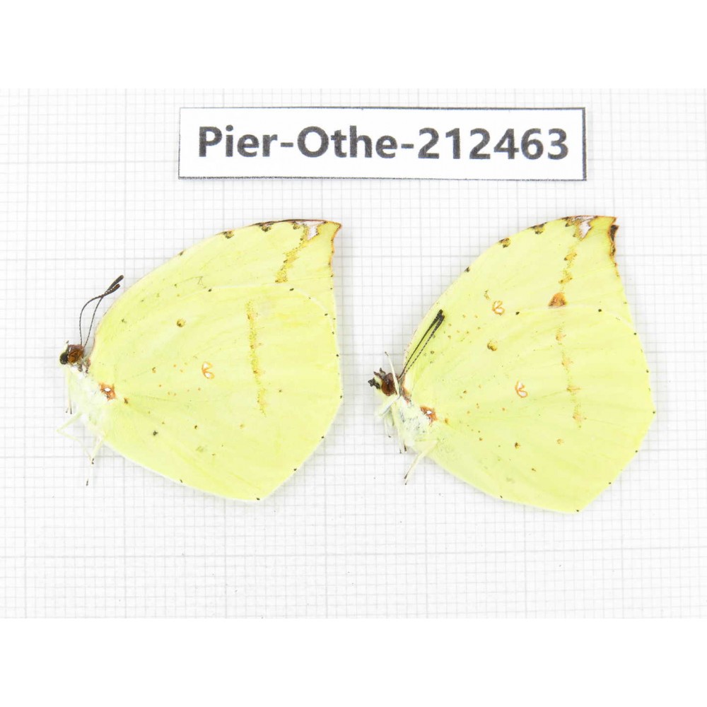 Dercas lycorias ssp. China, Tibet, Linzhi, Milin county. 2M. Pier-Othe-212463.