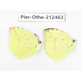 Dercas lycorias ssp. China, Tibet, Linzhi, Milin county. 2M. Pier-Othe-212463.