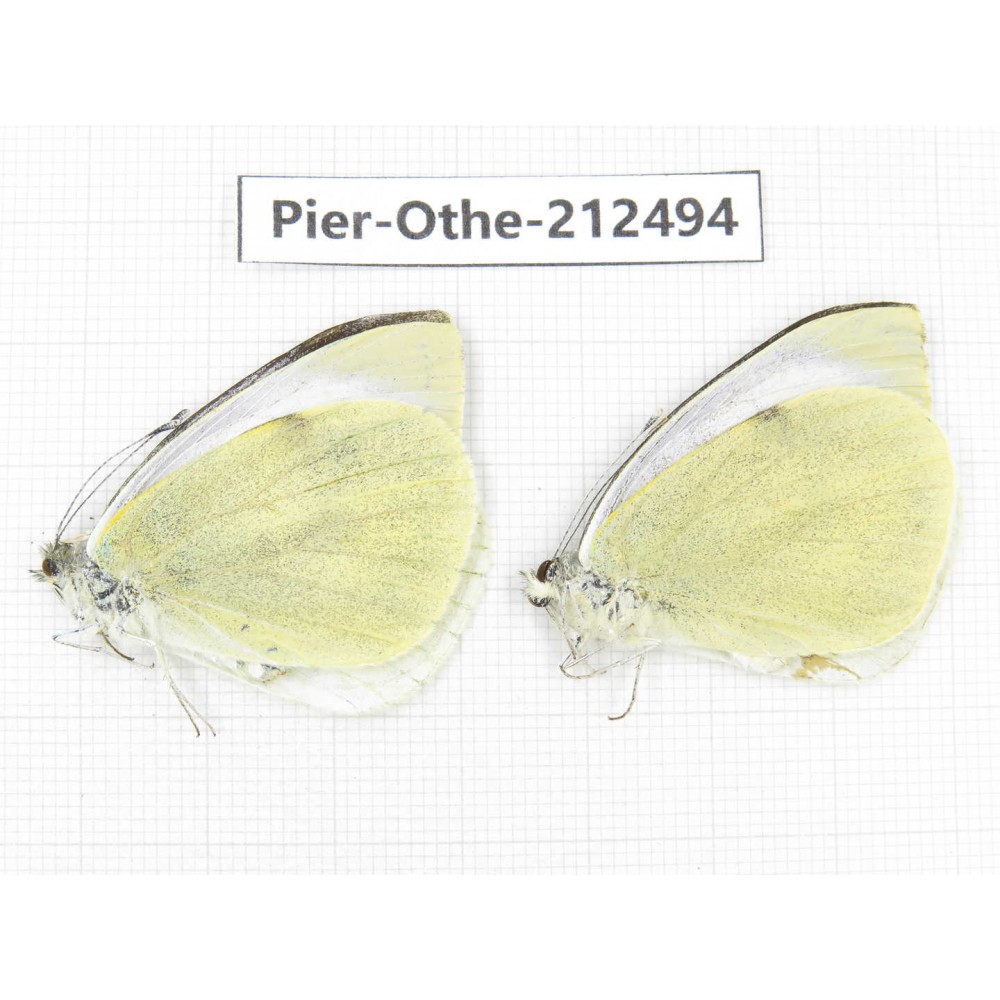Pieris brassicae. China, Tibet, Linzhi, Milin county. 2M. Pier-Othe-212494.