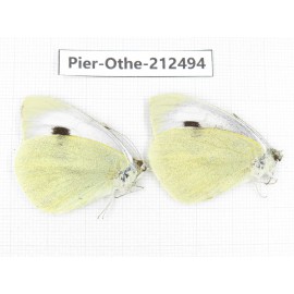 Pieris brassicae. China, Tibet, Linzhi, Milin county. 2M. Pier-Othe-212494.