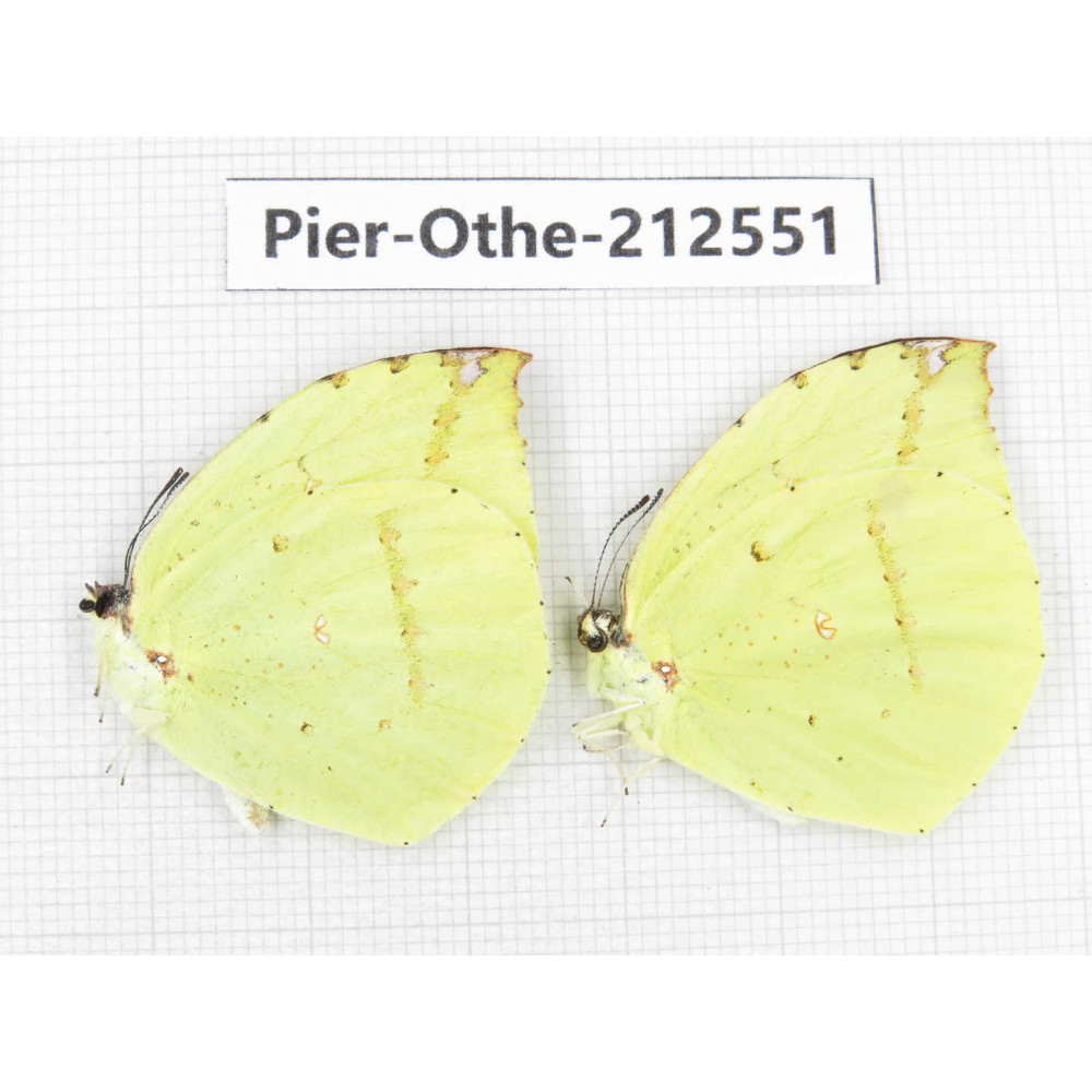 Dercas lycorias ssp. China, Tibet, Linzhi, Milin county. 2M. Pier-Othe-212551.