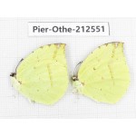 Dercas lycorias ssp. China, Tibet, Linzhi, Milin county. 2M. Pier-Othe-212551.