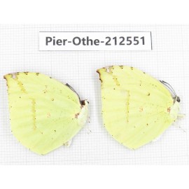 Dercas lycorias ssp. China, Tibet, Linzhi, Milin county. 2M. Pier-Othe-212551.