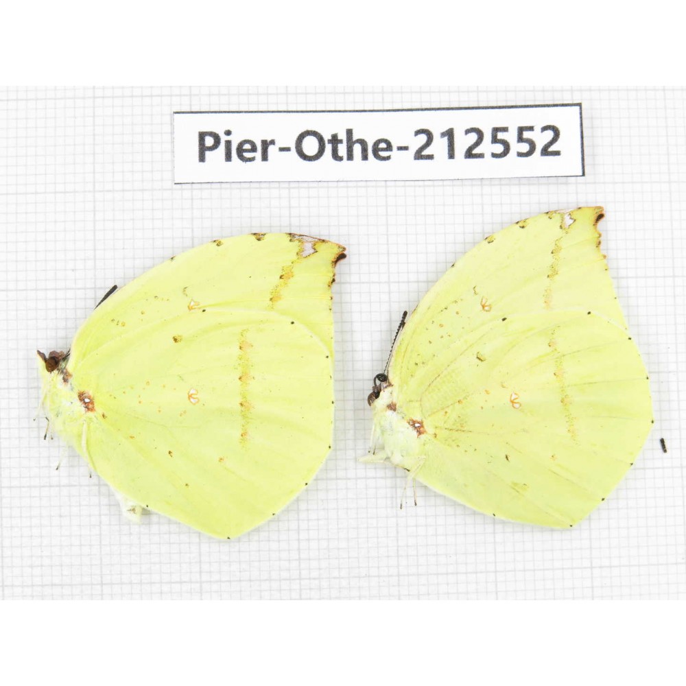 Dercas lycorias ssp. China, Tibet, Linzhi, Milin county. 2M. Pier-Othe-212552.