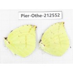 Dercas lycorias ssp. China, Tibet, Linzhi, Milin county. 2M. Pier-Othe-212552.