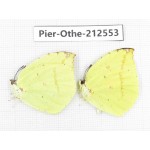 Dercas lycorias ssp. China, Tibet, Linzhi, Milin county. 2M. Pier-Othe-212553.