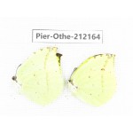 Dercas lycorias ssp. China, Tibet, Linzhi, Milin county. 1P. Pier-Othe-212164.