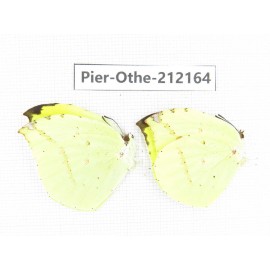 Dercas lycorias ssp. China, Tibet, Linzhi, Milin county. 1P. Pier-Othe-212164.