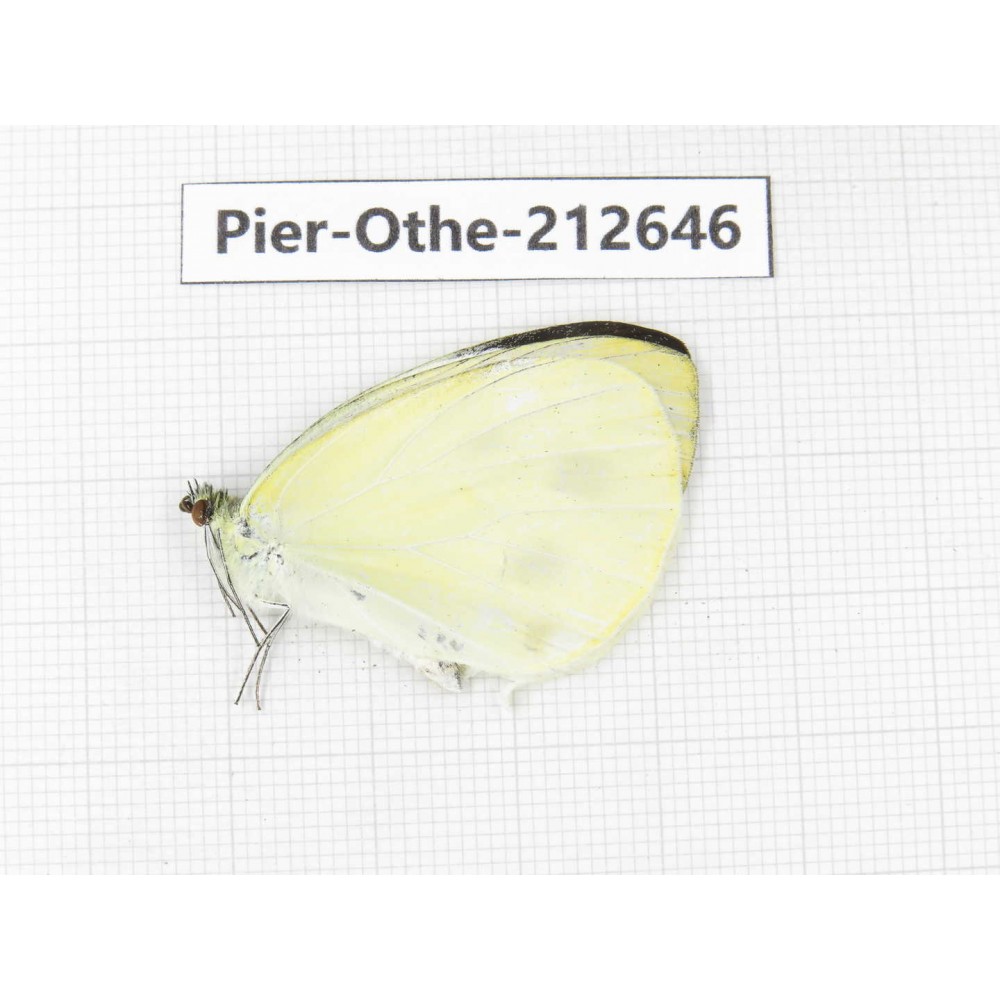 Talbotia naganum. China, Tibet, Linzhi, Milin county. 1M. Pier-Othe-212646.