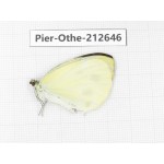 Talbotia naganum. China, Tibet, Linzhi, Milin county. 1M. Pier-Othe-212646.