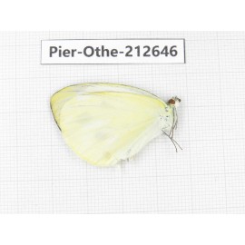Talbotia naganum. China, Tibet, Linzhi, Milin county. 1M. Pier-Othe-212646.