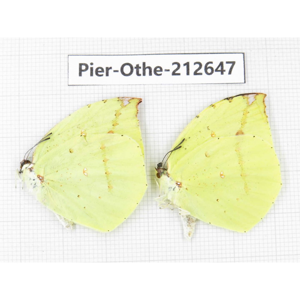 Dercas lycorias ssp. China, Tibet, Linzhi, Milin county. 2M. Pier-Othe-212647.