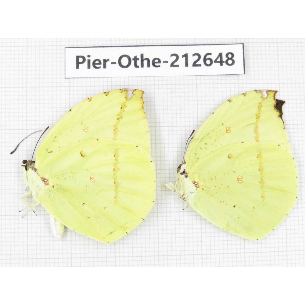 Dercas lycorias ssp. China, Tibet, Linzhi, Milin county. 2M. Pier-Othe-212648.