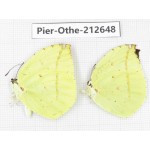 Dercas lycorias ssp. China, Tibet, Linzhi, Milin county. 2M. Pier-Othe-212648.