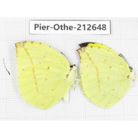 Dercas lycorias ssp. China, Tibet, Linzhi, Milin county. 2M. Pier-Othe-212648.