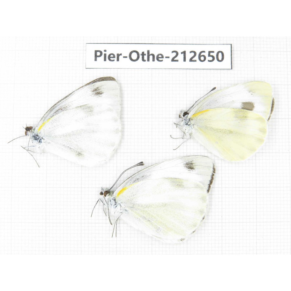 Pieris rapae ssp. China, Tibet, Linzhi, Milin county. 3M. Pier-Othe-212650.
