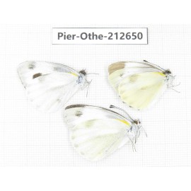 Pieris rapae ssp. China, Tibet, Linzhi, Milin county. 3M. Pier-Othe-212650.