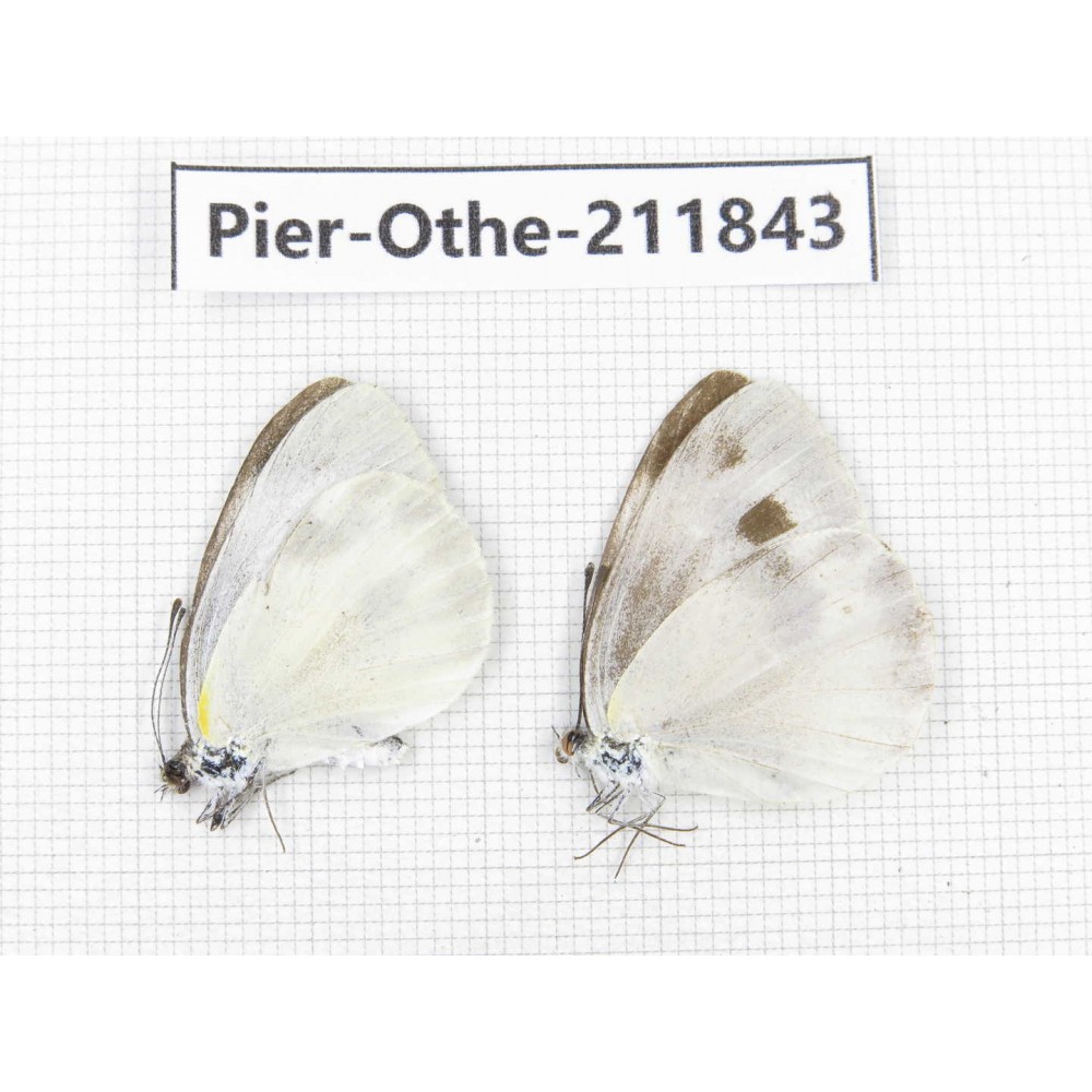 Pieris rapae ssp. China, Tibet, Motuo county, Beibeng. 2M. Pier-Othe-211843.