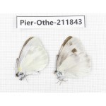 Pieris rapae ssp. China, Tibet, Motuo county, Beibeng. 2M. Pier-Othe-211843.