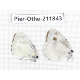 Pieris rapae ssp. China, Tibet, Motuo county, Beibeng. 2M. Pier-Othe-211843.