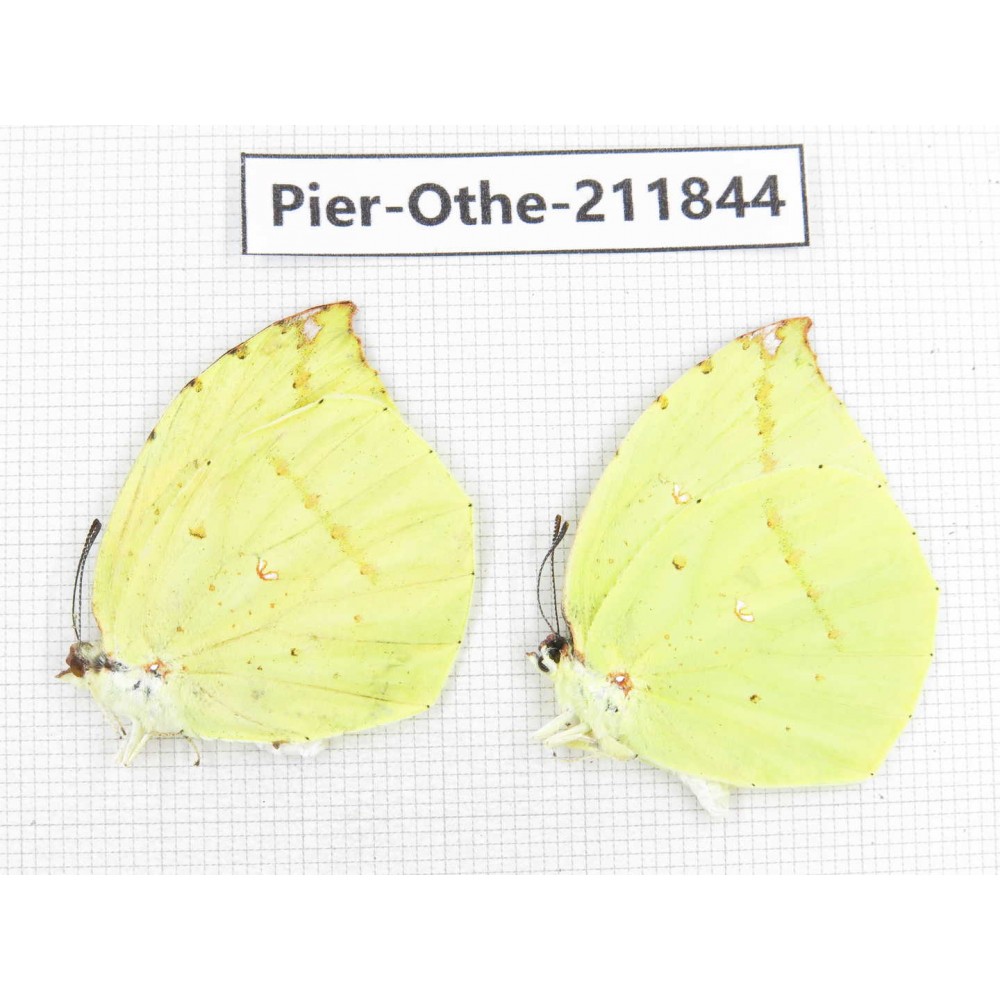 Dercas lycorias ssp. China, Tibet, Motuo county, Beibeng. 2M. Pier-Othe-211844.