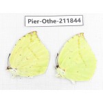 Dercas lycorias ssp. China, Tibet, Motuo county, Beibeng. 2M. Pier-Othe-211844.