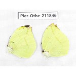 Dercas lycorias ssp. China, Tibet, Motuo county, Beibeng. 2M. Pier-Othe-211846.