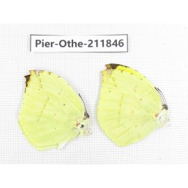 Dercas lycorias ssp. China, Tibet, Motuo county, Beibeng. 2M. Pier-Othe-211846.