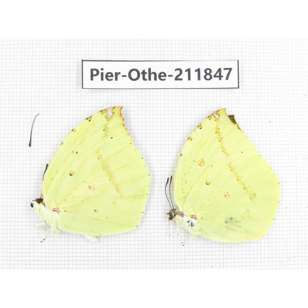 Dercas lycorias ssp. China, Tibet, Motuo county, Beibeng. 2M. Pier-Othe-211847.