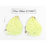 Dercas lycorias ssp. China, Tibet, Motuo county, Beibeng. 2M. Pier-Othe-211847.