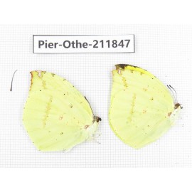 Dercas lycorias ssp. China, Tibet, Motuo county, Beibeng. 2M. Pier-Othe-211847.