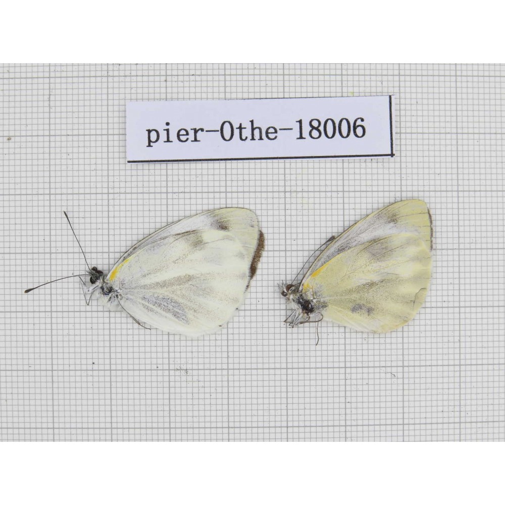 Pieris rapae ssp. China, Tibet, Motuo county, Hanmi. 2M. Pier-Othe-18006.