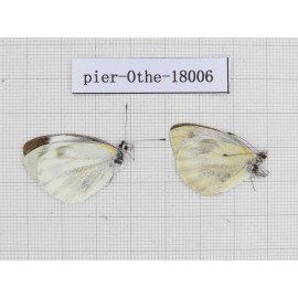 Pieris rapae ssp. China, Tibet, Motuo county, Hanmi. 2M. Pier-Othe-18006.