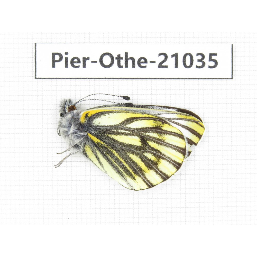 Pieris dubernardi. China, Tibet, Qamdo, Gongjue county. 1M. Pier-Othe-21035.