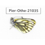 Pieris dubernardi. China, Tibet, Qamdo, Gongjue county. 1M. Pier-Othe-21035.
