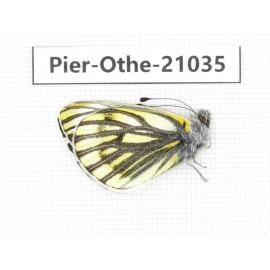 Pieris dubernardi. China, Tibet, Qamdo, Gongjue county. 1M. Pier-Othe-21035.