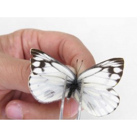 Pieris dubernardi. China, Tibet, Qamdo, Gongjue county. 1M. Pier-Othe-21035.