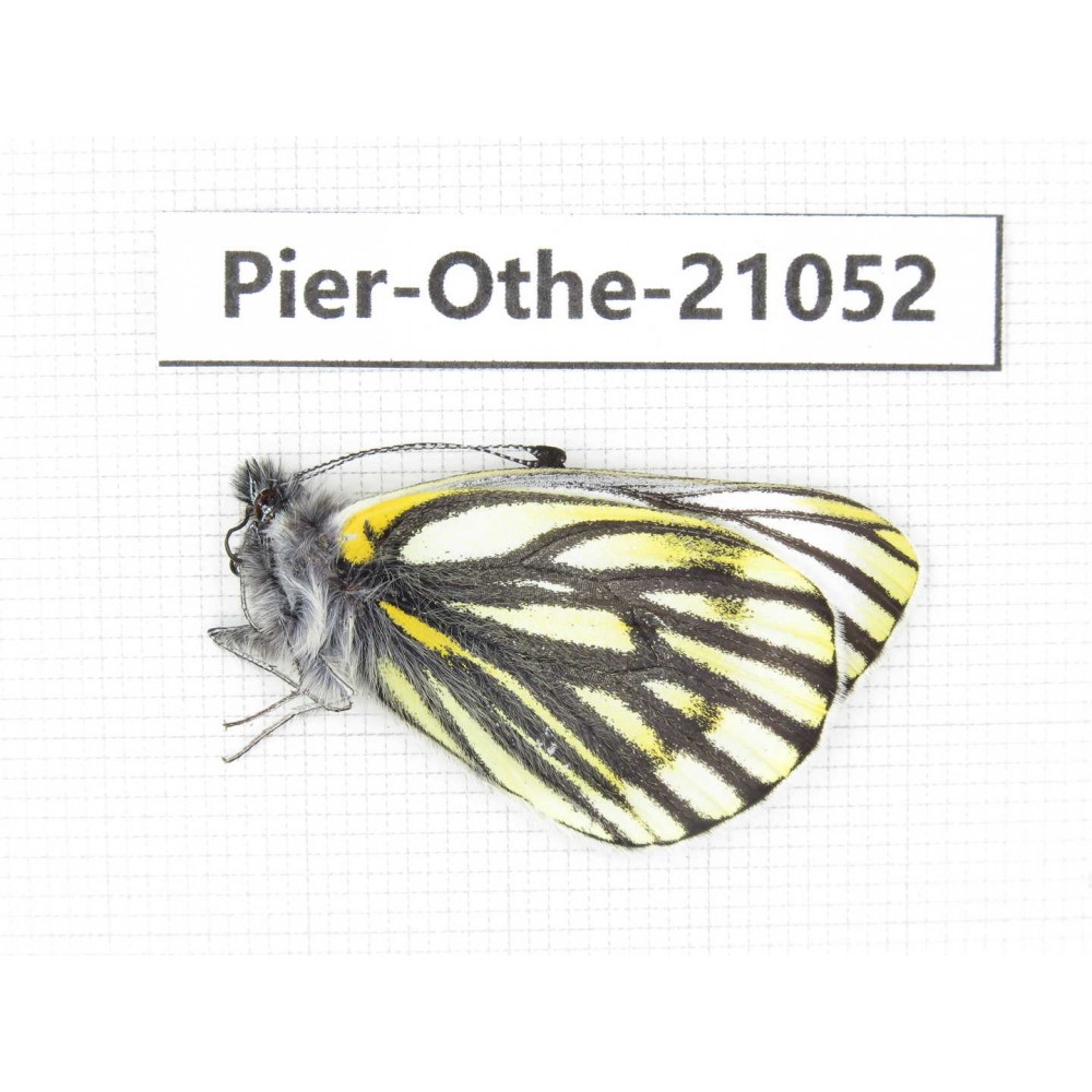 Pieris dubernardi. China, Tibet, Qamdo, Gongjue county. 1M. Pier-Othe-21052.