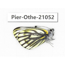 Pieris dubernardi. China, Tibet, Qamdo, Gongjue county. 1M. Pier-Othe-21052.