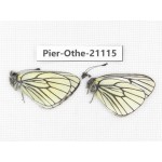 Pieris stotzneri. China, Tibet, Qamdo, Gongjue county. 2M. Pier-Othe-21115.