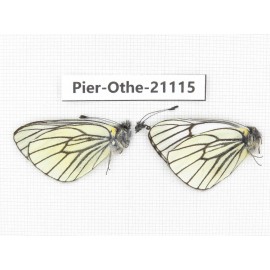 Pieris stotzneri. China, Tibet, Qamdo, Gongjue county. 2M. Pier-Othe-21115.