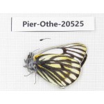 Pieris dubernardi. China, Tibet, Qamdo, Mangkang county. 1M. Pier-Othe-20525.