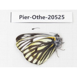 Pieris dubernardi. China, Tibet, Qamdo, Mangkang county. 1M. Pier-Othe-20525.
