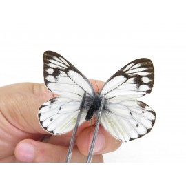 Pieris dubernardi. China, Tibet, Qamdo, Mangkang county. 1M. Pier-Othe-20525.