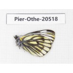 Pieris dubernardi. China, Tibet, Qamdo, Mangkang county. 1M. Pier-Othe-20518.