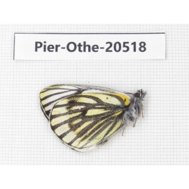 Pieris dubernardi. China, Tibet, Qamdo, Mangkang county. 1M. Pier-Othe-20518.