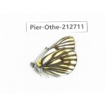 Pieris dubernardi. China, Tibet, Qamdo, Mt.Zonglashan.1M. Pier-Othe-212711.