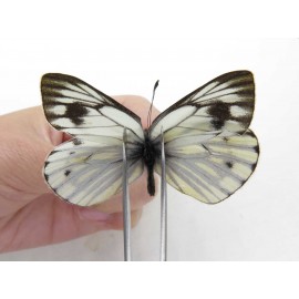 Pieris dubernardi. China, Tibet, Qamdo, Mt.Zonglashan.1M. Pier-Othe-212712.